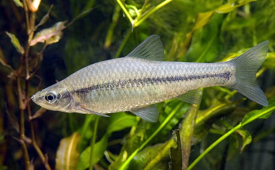 Blaubandbärbling