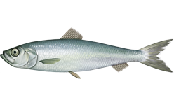 Hering
