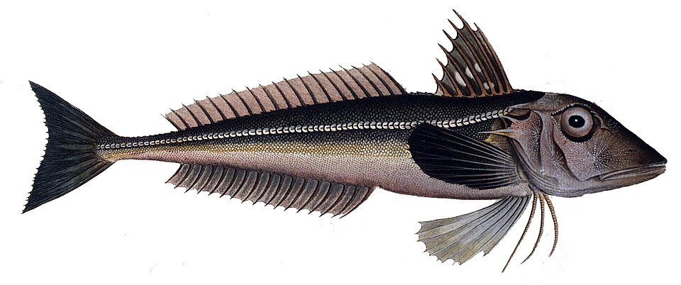 Grauer Knurrhahn
