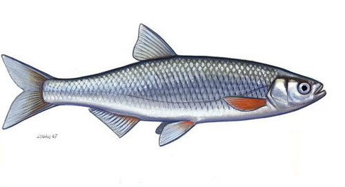Mairenke