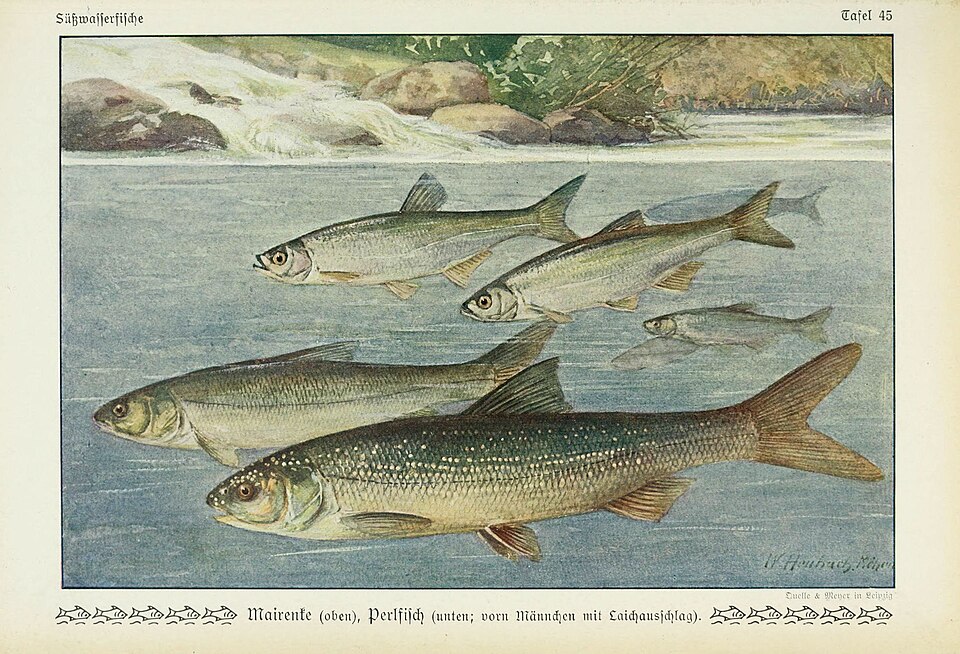 Perlfisch