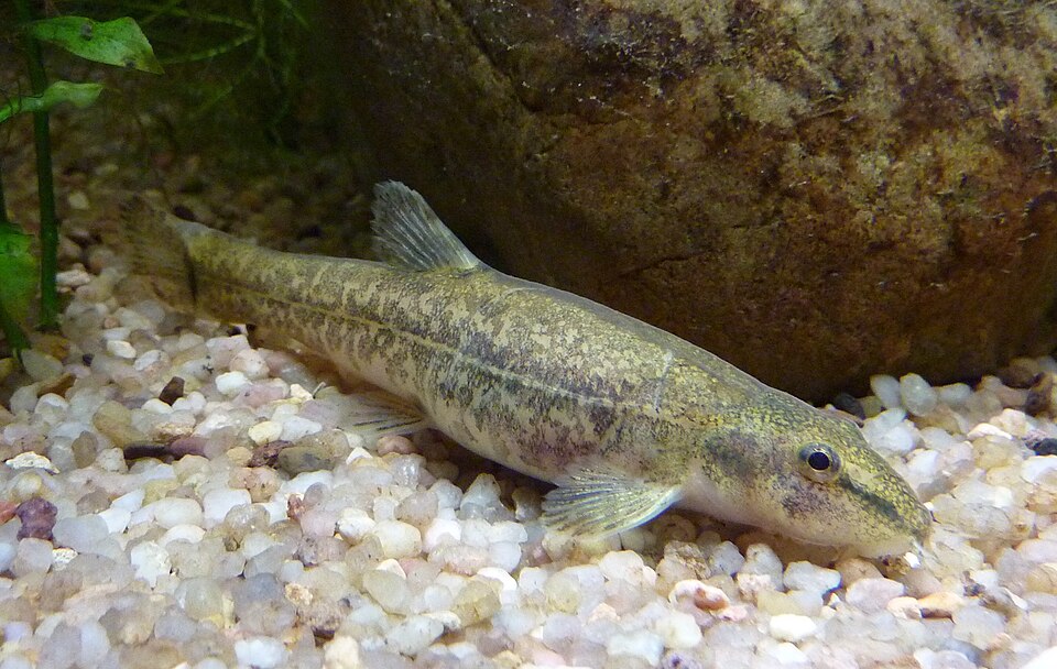 Bartschmerle