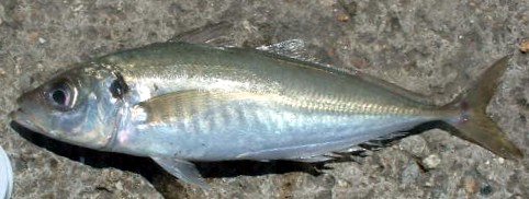 Stöcker