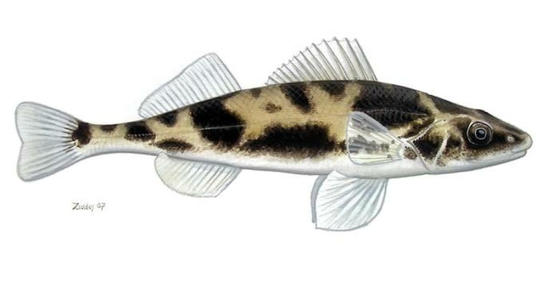 Zingel